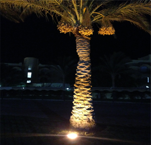 LED Underground & Inground Light for palm trees